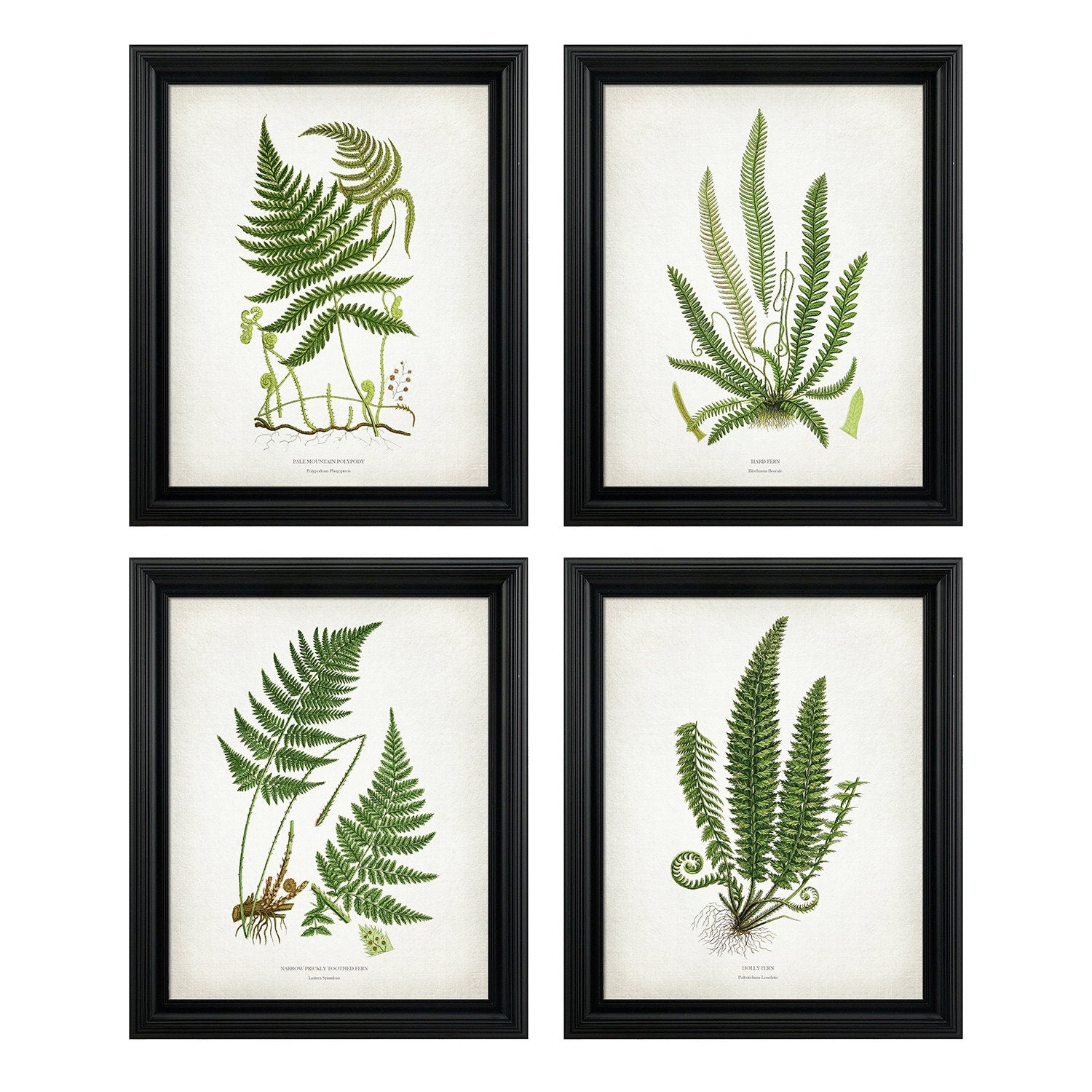 Botanical Fern Print Set - Botanical Print - Art Poster Print - Vintage Botanical Prints - Wall Art - Fern Prints - Vintage Ferns - Posters
