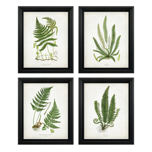 Botanical Fern Print Set - Botanical Print - Art Poster Print - Vintage Botanical Prints - Wall Art - Fern Prints - Vintage Ferns - Posters